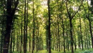 Do passages in the Bible justify cutting down forests?