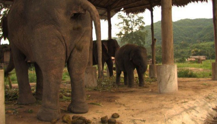 Physics of poo: Why it takes you and an elephant the same amount of time