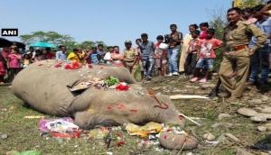 NGT forms team to probe death of 7 elephants in Odisha