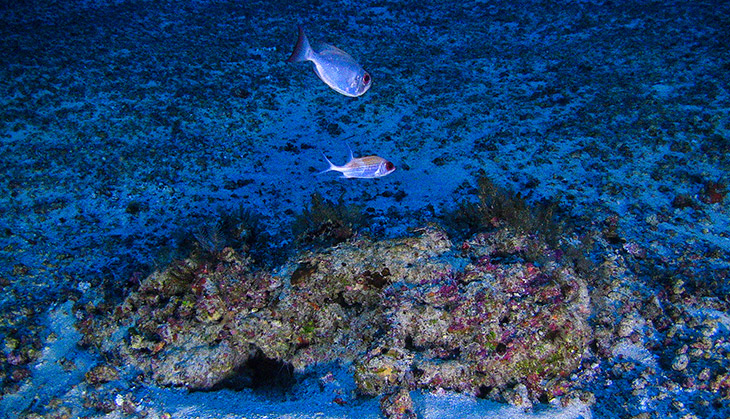 In pics: The amazing Amazon Reef and why we must protect it at all cost