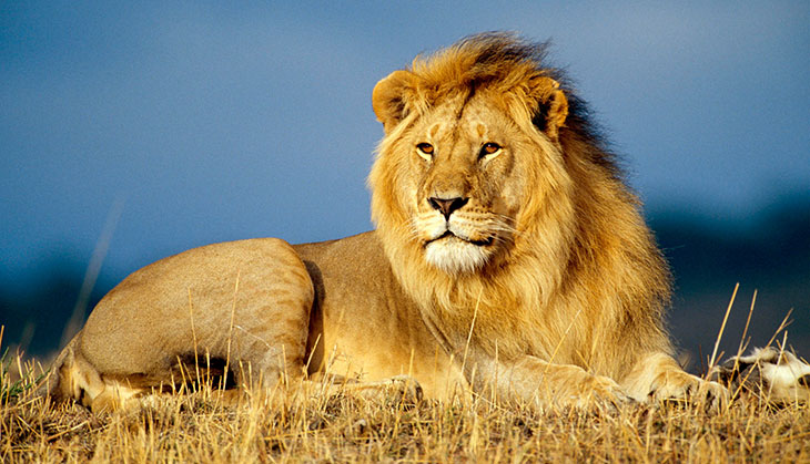 Poorer countries do more for the conservation of large mammals