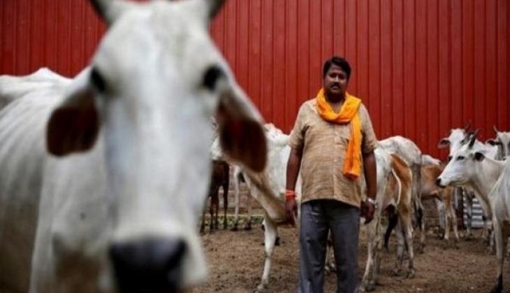 Cow Vigilantes