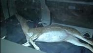 Deer killed in road accident in Mumbai