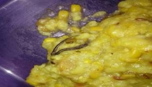 Shocking! Snake found in ‘khichdi’ served to students in government primary school in Maharashtra; probe ordered