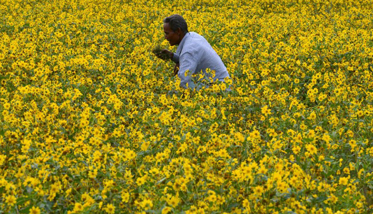 Prashant Bhushan questions approval for GM mustard in letter to Anil Dave