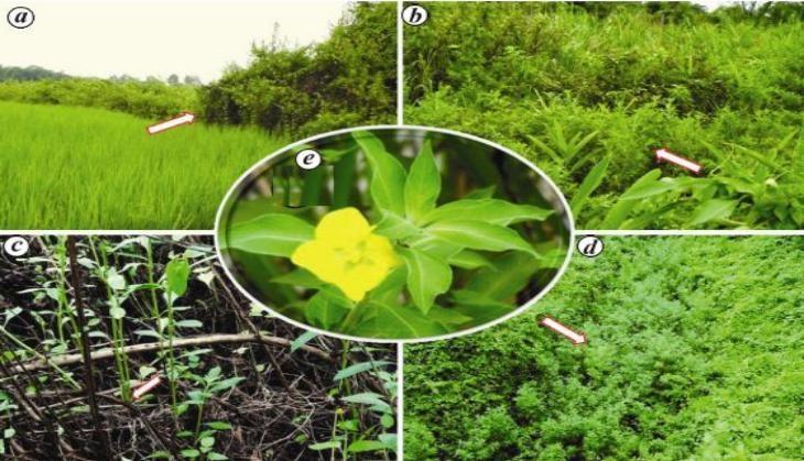 Invasive_weed_threatning_biodiversity.jpg