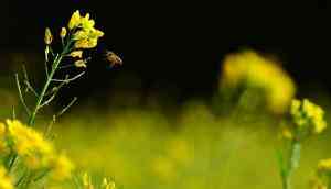 GM mustard about to be approved for use: 10 facts that ought to worry you