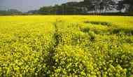 'Farmers will commit suicide': West Bengal writes to Centre opposing GM mustard