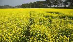 'Farmers will commit suicide': West Bengal writes to Centre opposing GM mustard
