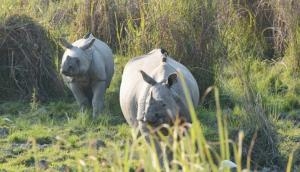 Skewed sex ratio spells danger for rhinos in India’s Gorumara National Park