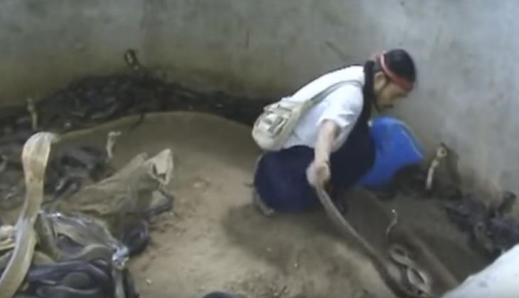 Cobara,Viral video