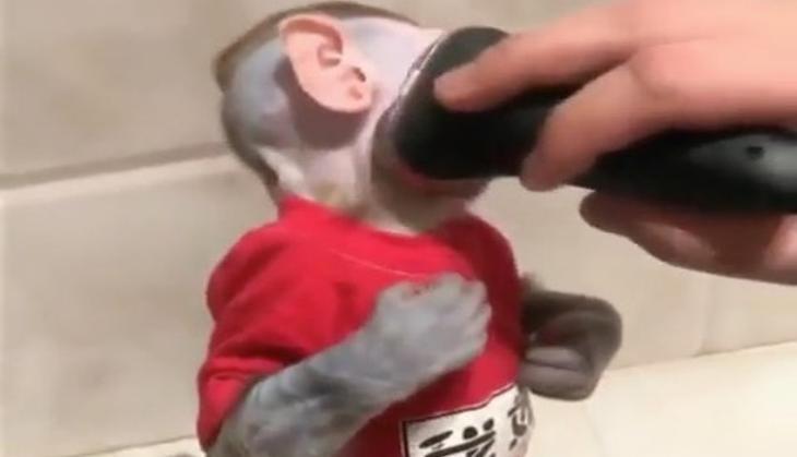 Monkey electric shaver.jpg