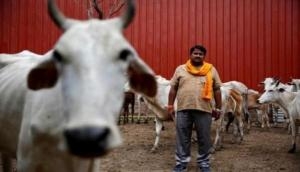 Sena voices concern over ruckus by cow vigilantes