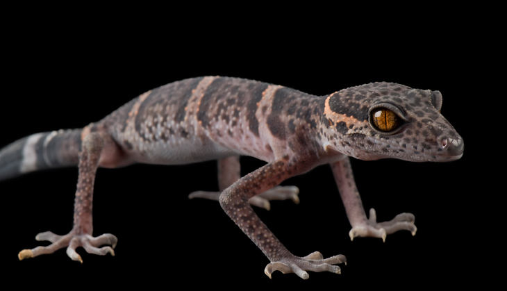 Scientists are accidentally helping poachers drive rare species to extinction