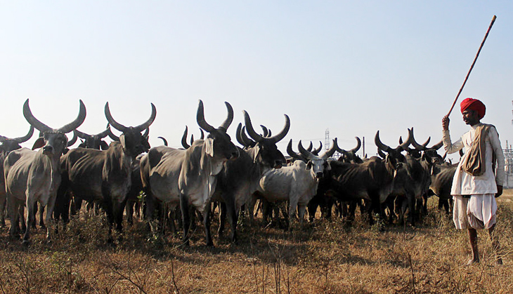 Kerala & West Bengal refuse to be cowed down by Centre's cattle slaughter ban