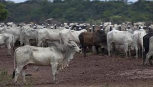 Maharashtra: Cow vigilantes assault youth over 'possession of beef'