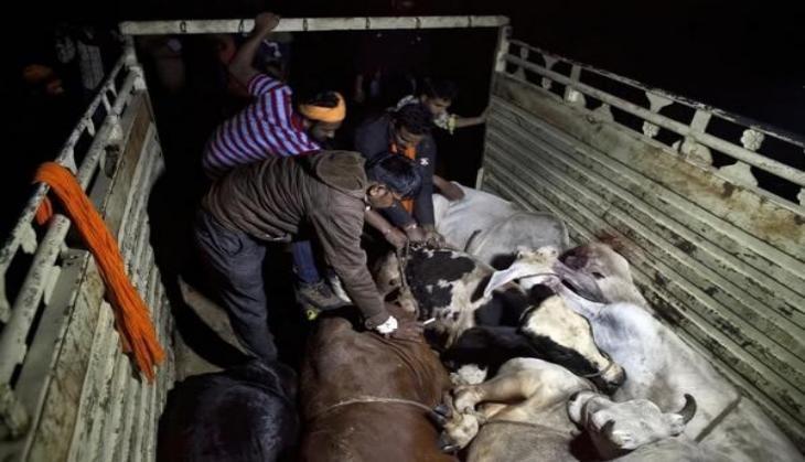 Cow Vigilantes