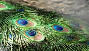 Tips to maintain feather jewellery