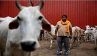 Madras HC grants four week stay on cattle slaughter notification