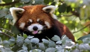 Endangered Red Panda rescued by SSB along Tezpur-Tawang Highway