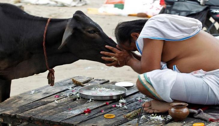 Odisha to set up blood bank for cattle