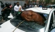 Horse rams into car in Jaipur