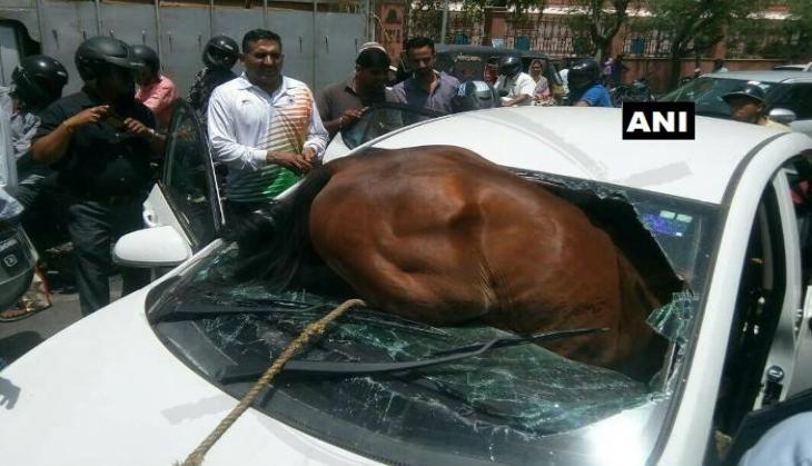 horse