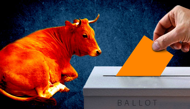 Cow being used as a passive political tool in Modi's backyard Gujarat