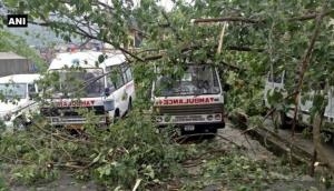 Himachal: Trees uprooted, vehicles damaged in heavy rain