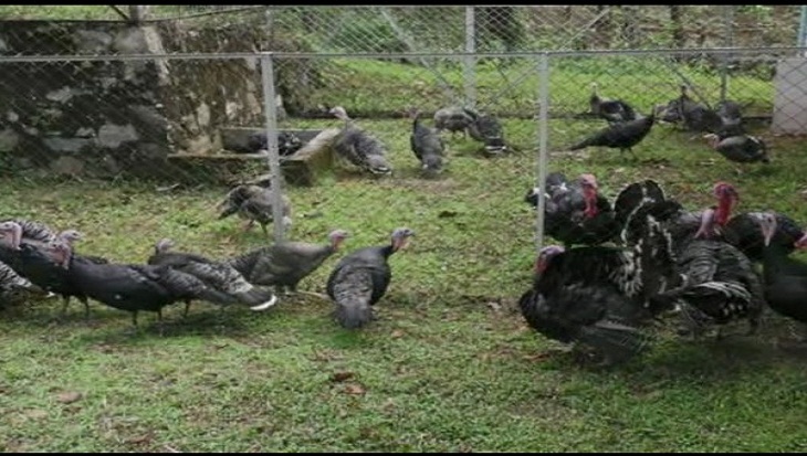 Poultry farming witnesses massive boom in Meghalaya