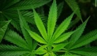 Cannabis use among teens related to attraction to other drugs: Study