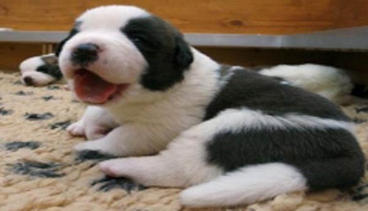 Pet dogs ownership may help older people to keep healthy