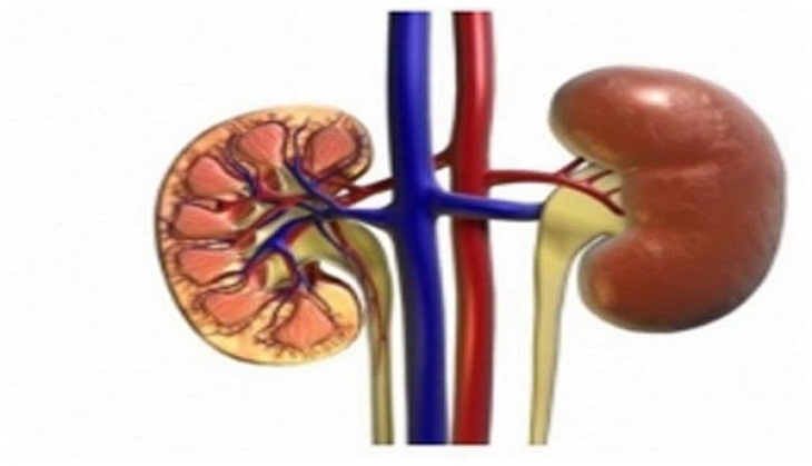 Now, a calculator can estimate success of kidney transplant outcome