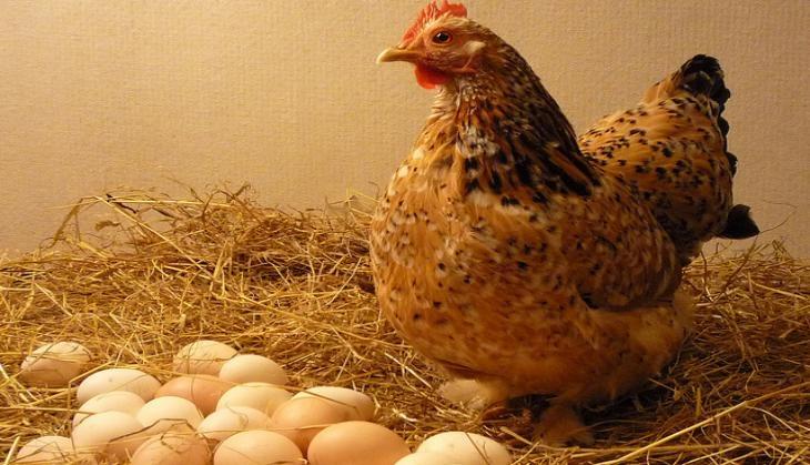 hen
