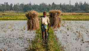 Farmer distress up despite record production. Why, and who is to blame?