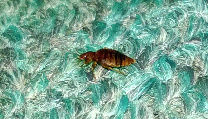 Bed bug scare looms large for hotel, lodging industry