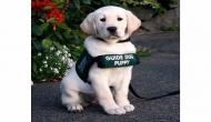 Here's how dog can decide if he wants to be guide dog