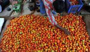 Farmer unrest reaches Himachal: Why the country's tomato bowl is simmering