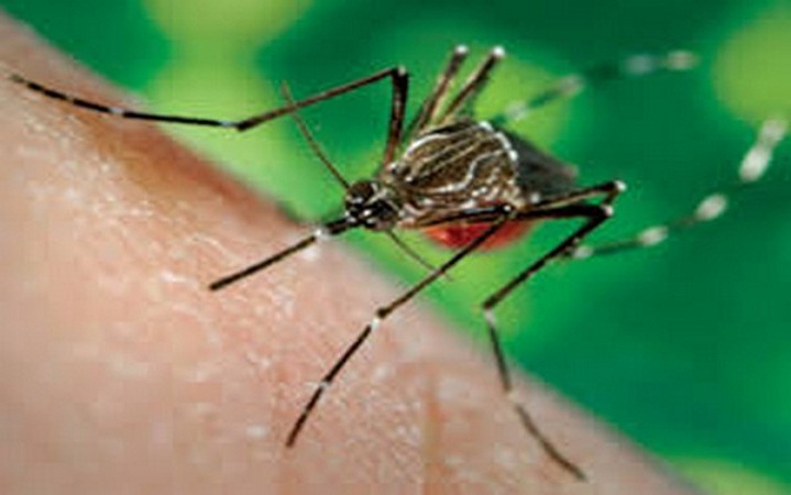 Chikungunya finds promising results with Homeopathy treatment