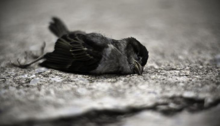 dead bird
