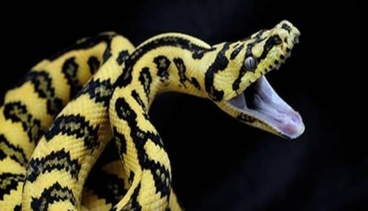 python