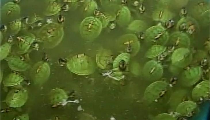 UP: One arrested in connection with 190 seized turtles
