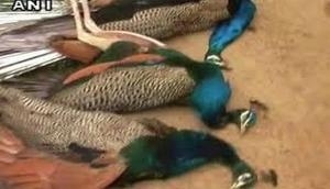 Madhya Pradesh: 21 peacocks die of water scarcity