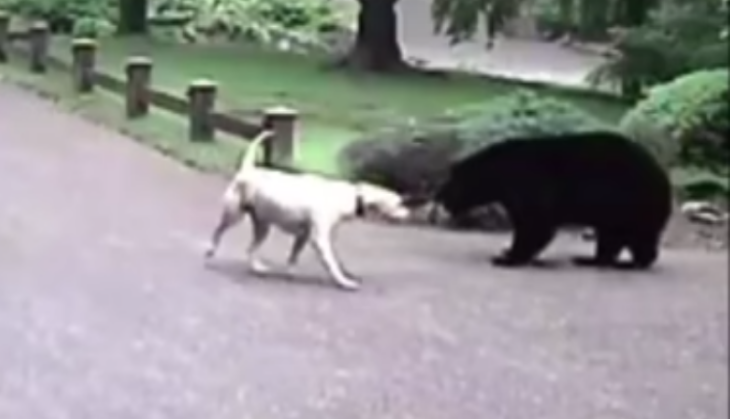 beer dog faceoff