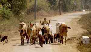 Lynching in Bengal: victims were not cattle thieves, insist villagers
