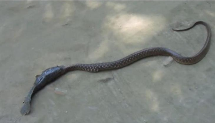 Viral Video: A small fish fights with large snake for sake of its life, but on land not in water