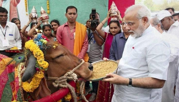 modi cow