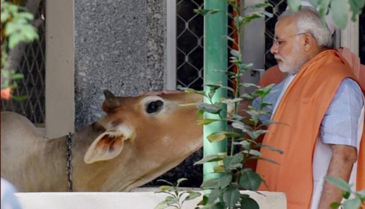 modi cow