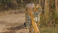 Watch: Tigress chases tourist vehicle in Maharashtra, Video goes viral