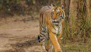 A dangerous path: New highway could jeopardize tigers in India